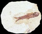 Knightia Fossil Fish - Wyoming #60830-1